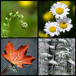 Four Seasons of Beauty