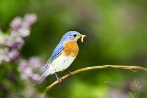 Attract and Feed Bluebirds