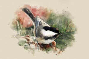 Beautiful Chickadee Watercolor Art