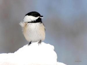 Winter Bird Photography Tips