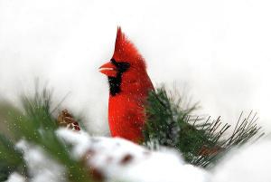 Facts About the Northern Cardinal